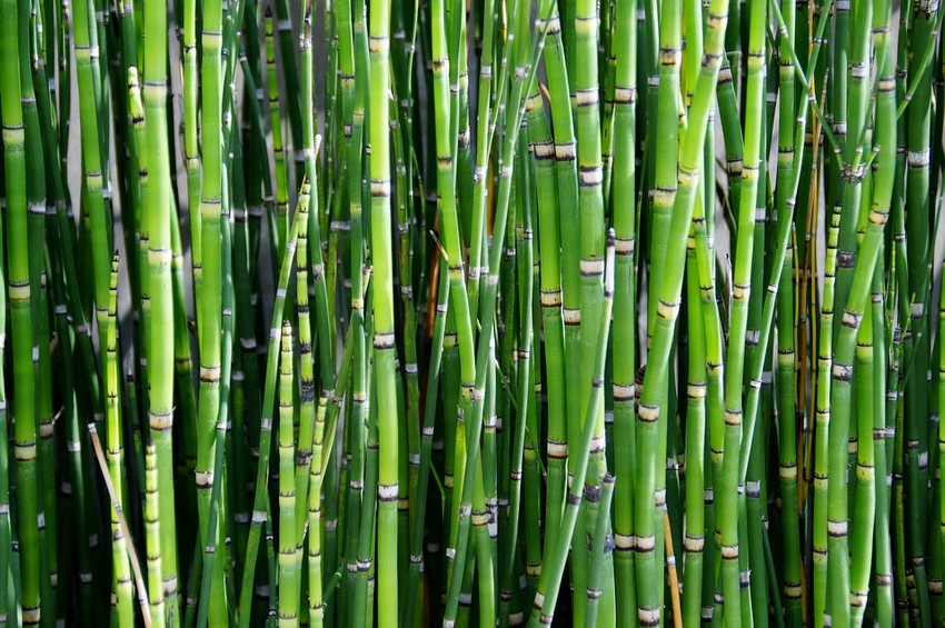 Hot Bamboo
